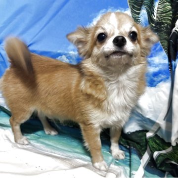 チワワ(ロング)【愛知県・男の子・2025年4月21日・フォーン&ホワイト】の写真「兎に角、元気で人懐こい子です。少し栄養満点かなー」