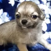 チワワ(ロング)