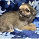 チワワ(ロング)