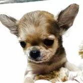 チワワ(ロング)【愛知県・女の子・2025年8月25日・レッド&ホワイト】の写真1