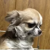 チワワ(ロング)【愛知県・女の子・2025年4月8日・フォーン&ホワイト】の写真3