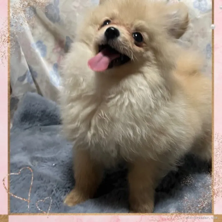 ID:2303-02433の子犬
