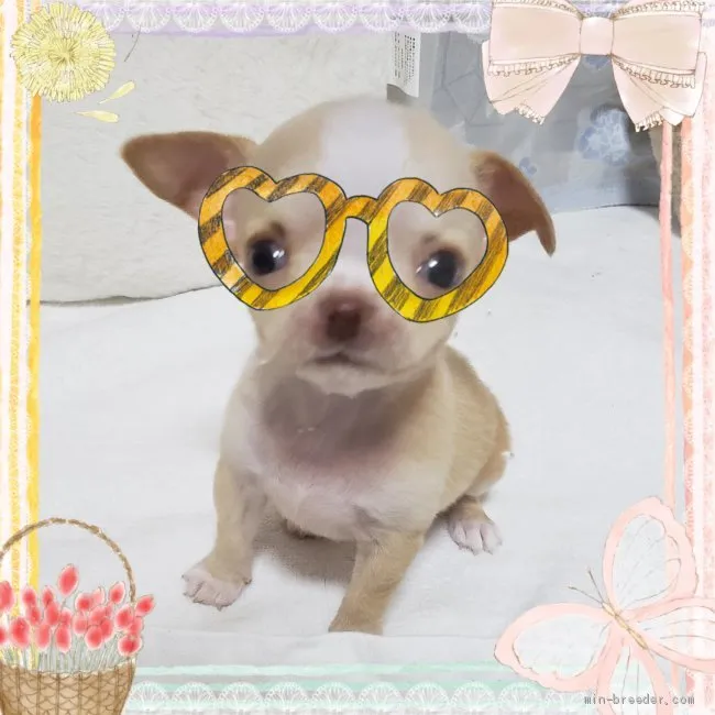 ID：2008-03666の子犬