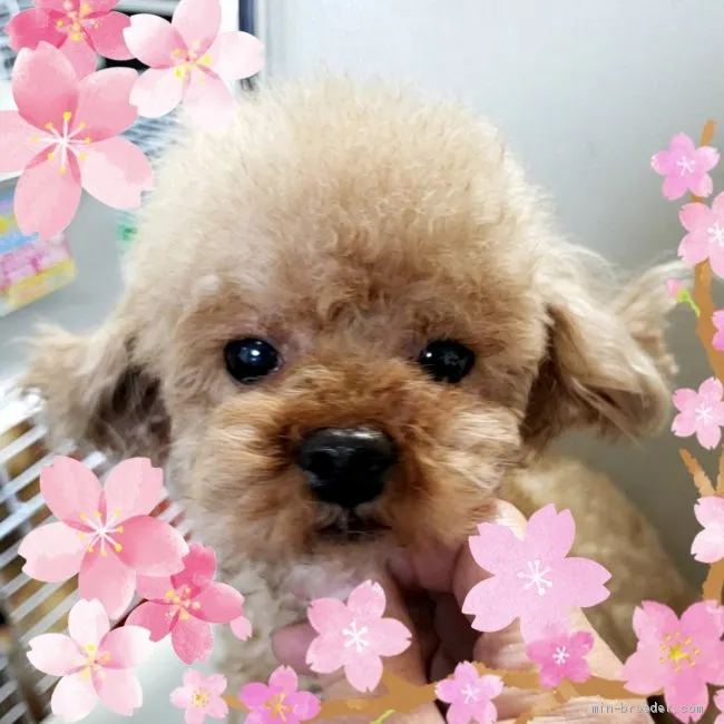 ID：2105-01598の子犬