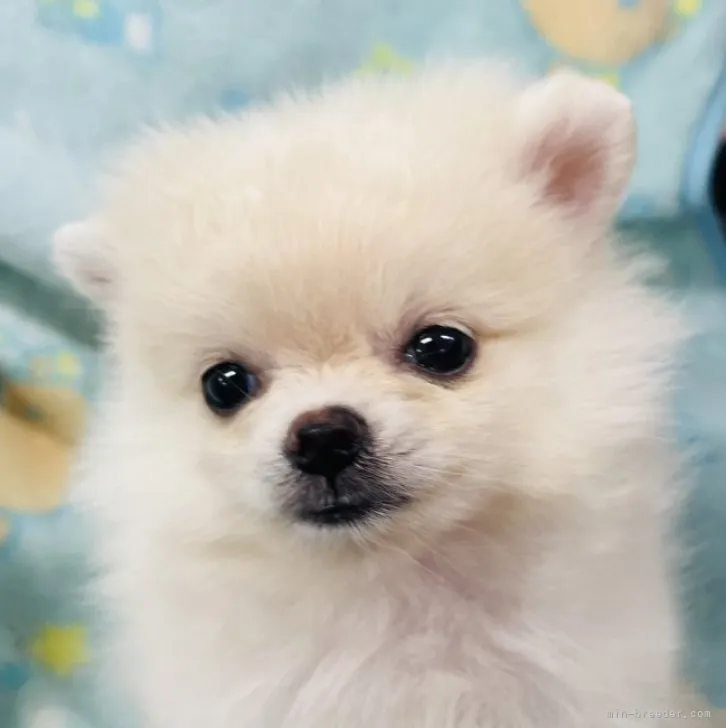 ID:2309-03392の子犬