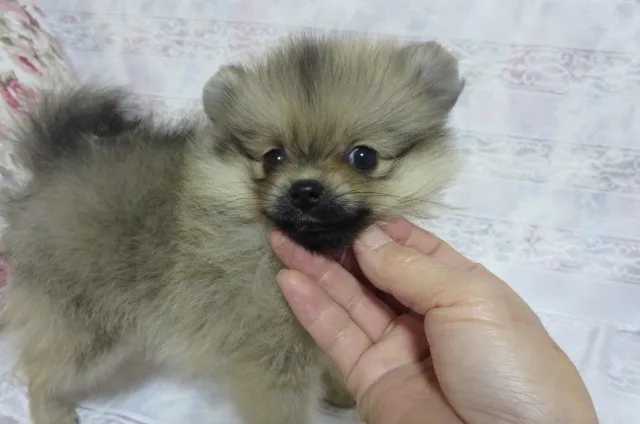 puchee 様のお迎えした子犬