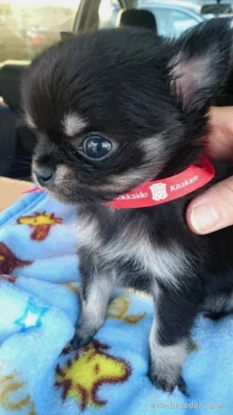 mana 様のお迎えした子犬