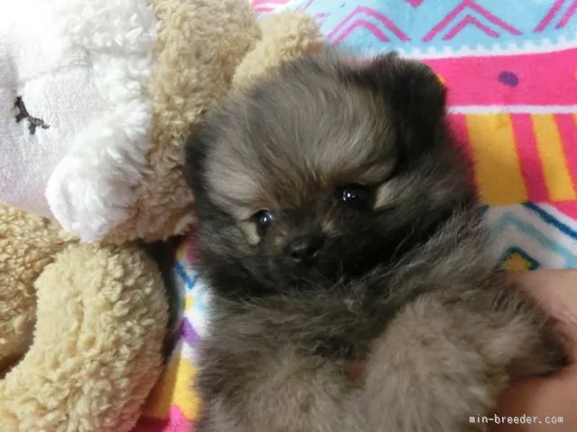 ID：1512-00446の子犬