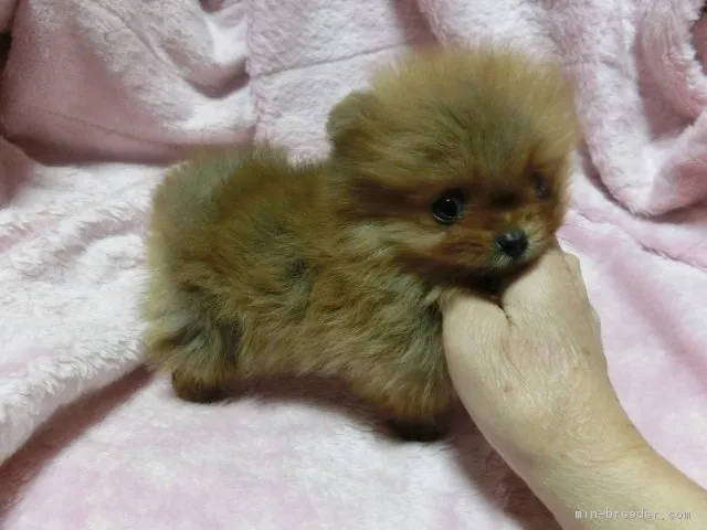 ID:1612-01078の子犬