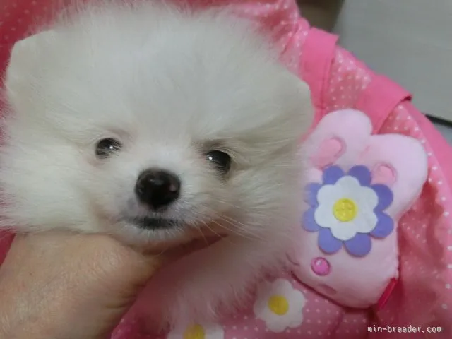 りえ 様のお迎えした子犬