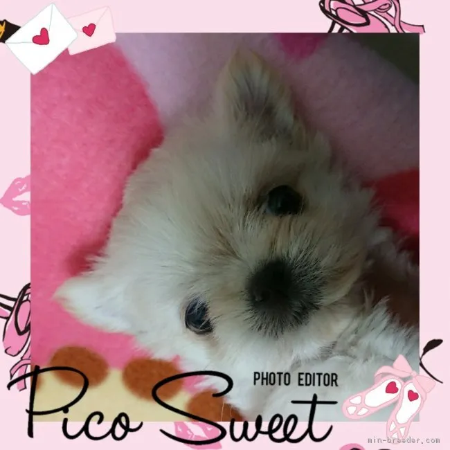 ID:1810-01911の子犬