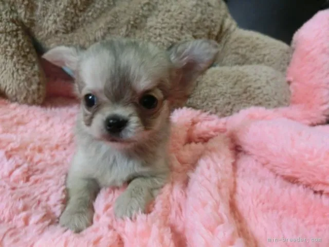 ID:1612-01128の子犬