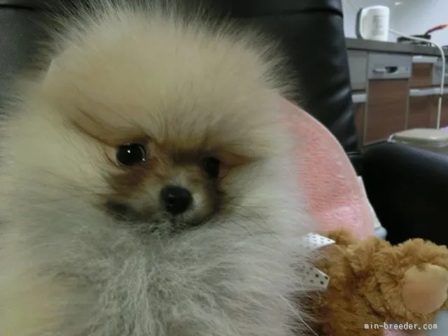 ID：1601-00908の子犬