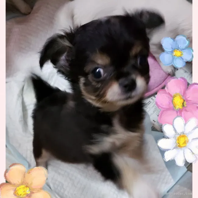 ID：2008-02285の子犬