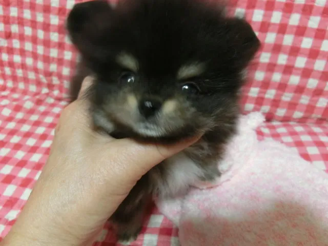 ID：1606-00428の子犬