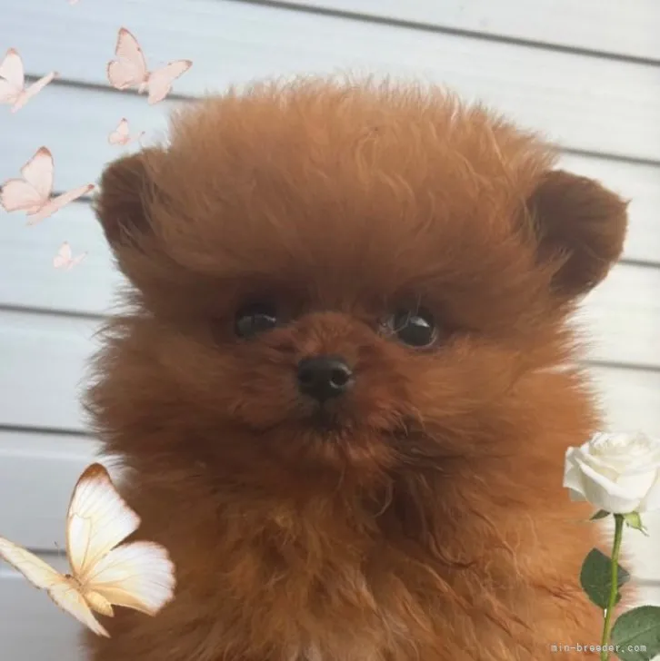 ID：2310-03816の子犬