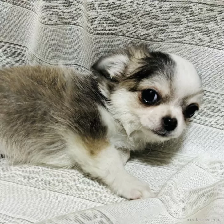 ID：2406-00012の子犬
