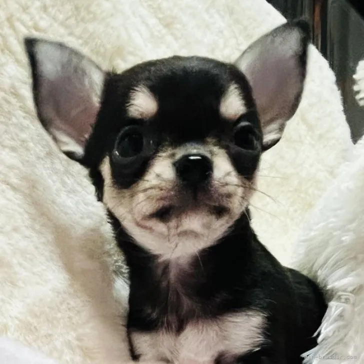 ID：2311-03016の子犬