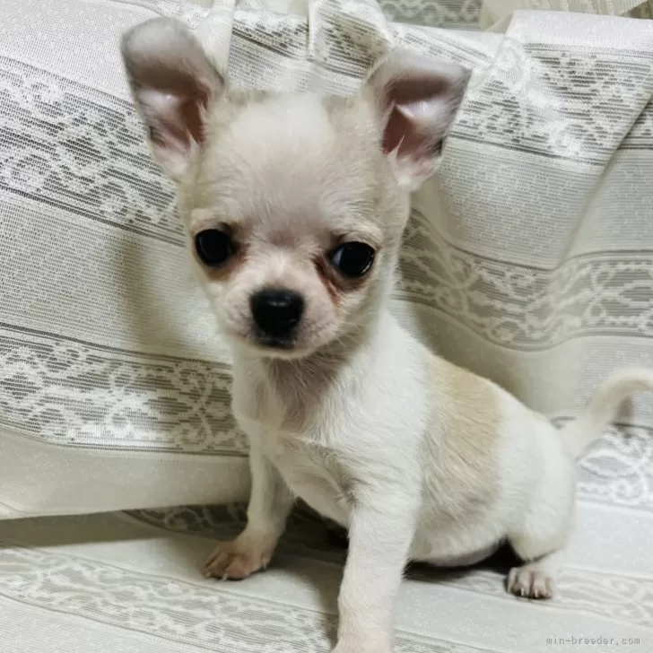 ID：2405-02122の子犬