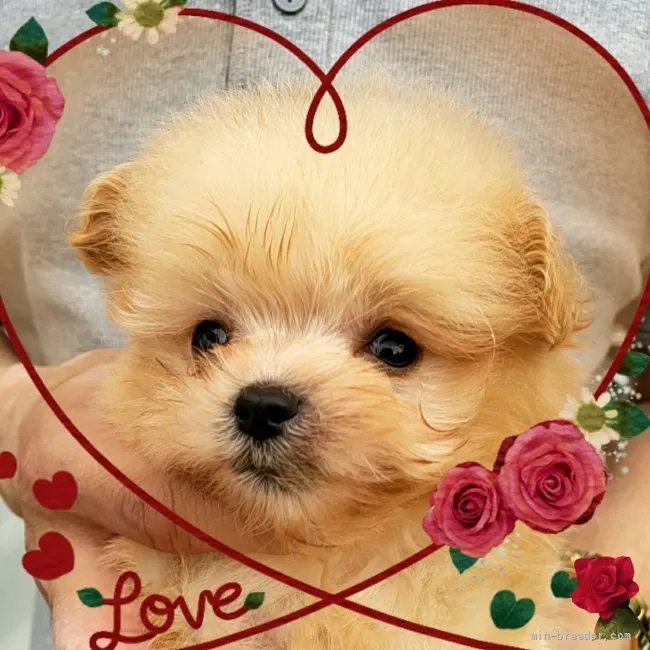ID：2108-02878の子犬
