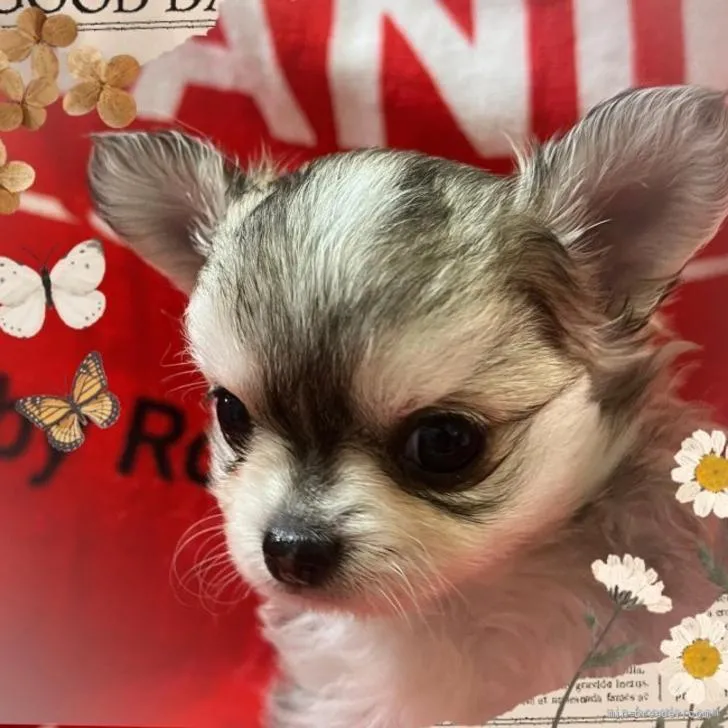 ID:2206-00936の子犬