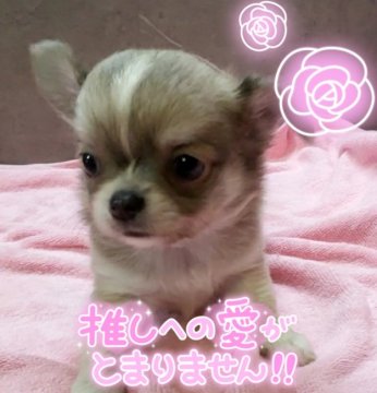 チワワ(ロング)【愛知県・男の子・2021年8月10日・ブルー&フォーン、ホワイト】の写真「小振りでブルー&フォーン。可愛い　少し難有りで安い」