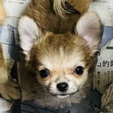 チワワ(ロング)【愛知県・女の子・2023年8月24日・フォーン&ホワイト】の写真「出し遅れましたが　性格可愛い女の子です。見てねー」
