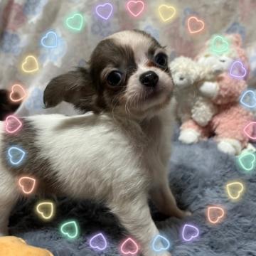 チワワ(ロング)【愛知県・男の子・2022年8月30日・フォーン&ホワイト】の写真「父親CH ブルー&ホワイト、母フォーン系両親共小振」