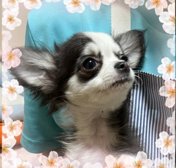 チワワ(ロング)【愛知県・男の子・2021年8月30日・ブラック&クリーム、ホワイト】の写真「今でも小さく、小振りで性格優しい大人しい子です。」