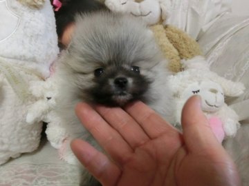 ポメラニアン【愛知県・女の子・2015年12月20日・ウルフセーブル】の写真「小さな小さな子です。毛吹きは良い子です」
