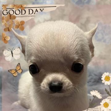 チワワ(スムース)【愛知県・男の子・2022年6月29日・クリーム】の写真「とっても小さな、大人しい性格の可愛い子です」
