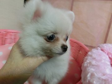 チワポメ【愛知県・女の子・2017年2月23日・オフホワイト】の写真「かなり小振りで　小さな可愛い仕草の子です」