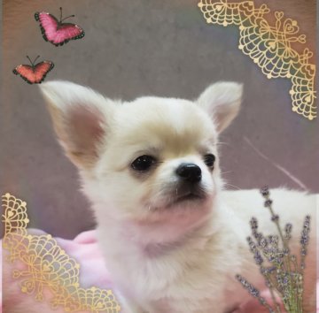 チワワ(ロング)【愛知県・男の子・2021年8月10日・クリン】の写真「しっぽフリフリの愛らしいプリンス君」