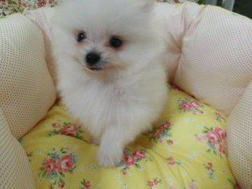 ポメラニアン【愛知県・女の子・2017年4月11日・ホワイト申請】の写真「コロコロで毛吹きの良い女の子です」