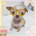 チワワ(スムース)【愛知県・男の子・2020年6月24日・クリーム&ホワイト】の写真1