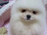 ポメラニアン【愛知県・男の子・2014年4月14日・ホワイト】の写真1