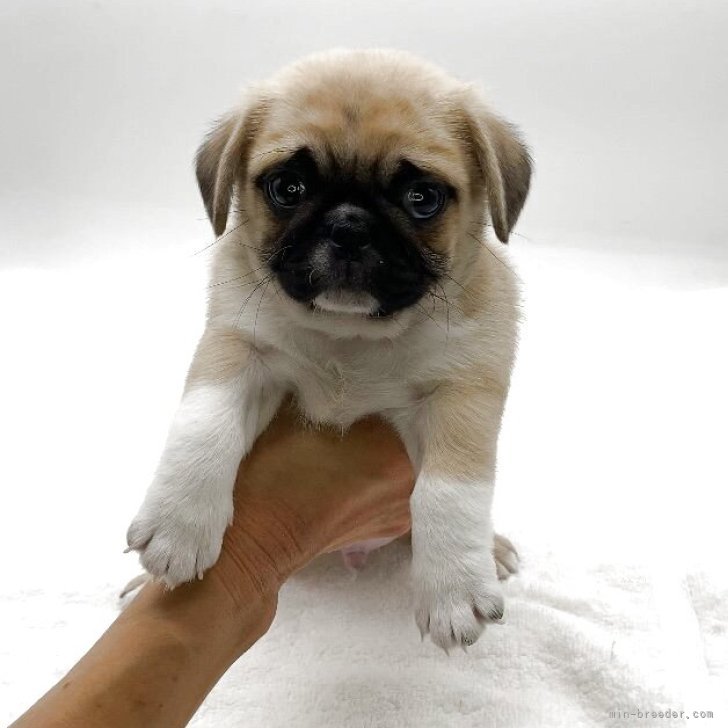 ブリーダー画像