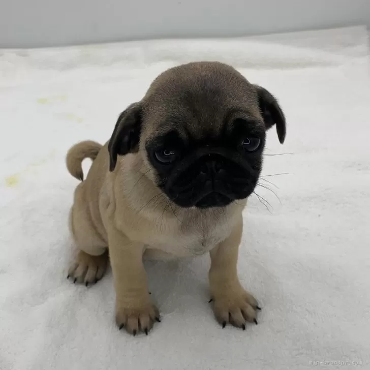 ID:2412-02499の子犬