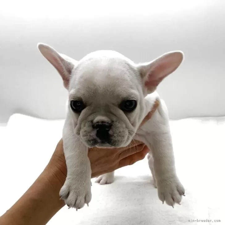 フレンチブルドッグ【静岡県・女の子・2024年10月9日・クリーム】の写真1