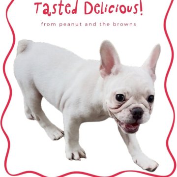 フレンチブルドッグ【静岡県・女の子・2025年7月16日・クリーム】の写真「とても可愛い女の子です🐶」