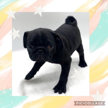 パグ【静岡県・女の子・2025年7月17日・ブラック】の写真「とっても可愛い女の子です💕」