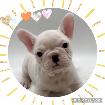 フレンチブルドッグ【静岡県・女の子・2025年10月11日・クリーム】の写真「優しい子です💕」