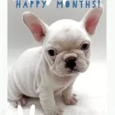 フレンチブルドッグ