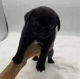 ミックス(ペキニーズ×パグ)【静岡県・女の子・2024年10月11日・とっても可愛い〜女の子です💕】の写真1