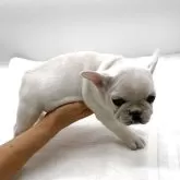 フレンチブルドッグ【静岡県・女の子・2024年10月9日・クリーム】の写真3