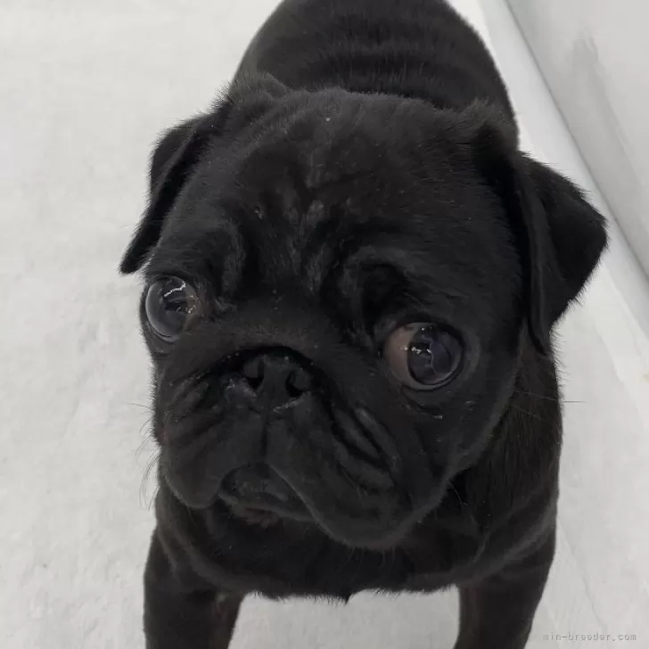 ID：2401-03704の子犬
