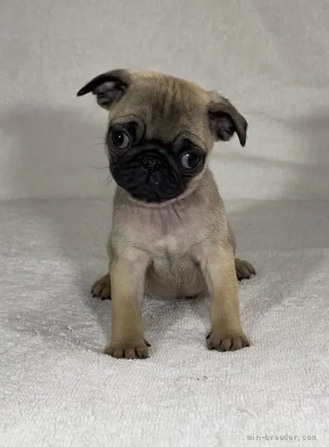 ID:2203-02961の子犬