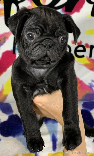 ID：2002-01457の子犬