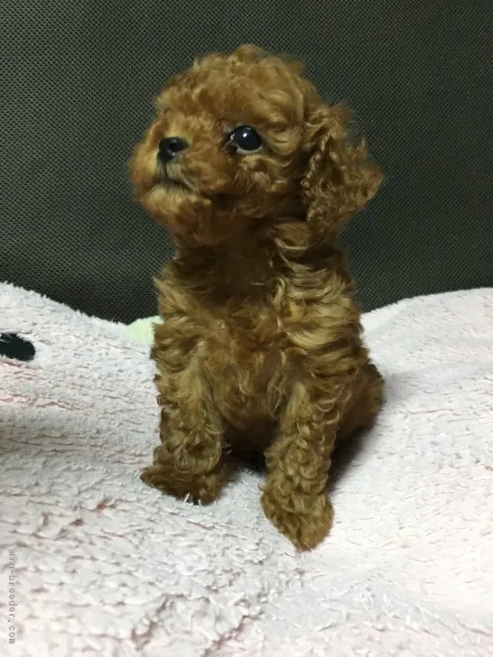 ID:1806-00239の子犬