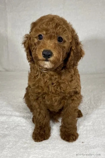 ID：2106-01085の子犬